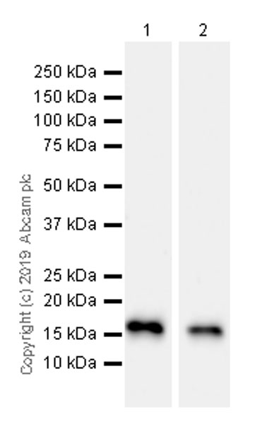 Western blot - Anti-ARMET/ARP antibody [EPR22538-206] (AB253243), expandable thumbnail