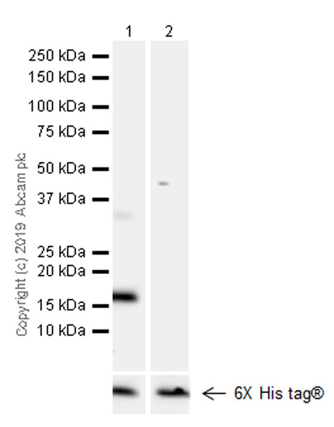 Western blot - Anti-ARMET/ARP antibody [EPR22538-206] (AB253243), expandable thumbnail