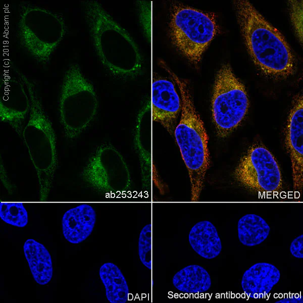 Immunocytochemistry/ Immunofluorescence - Anti-ARMET/ARP antibody [EPR22538-206] - BSA and Azide free (AB254207)