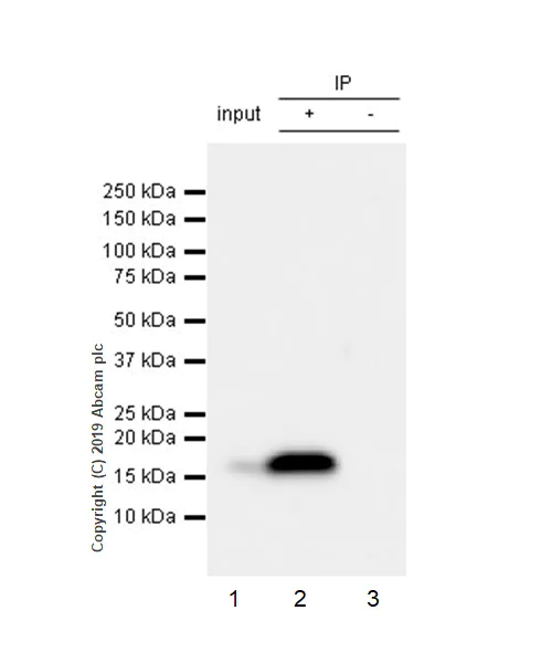 Immunoprecipitation - Anti-ARMET/ARP antibody [EPR22538-206] - BSA and Azide free (AB254207)
