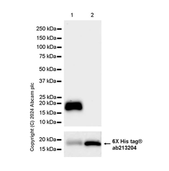 Western blot - Anti-ARMET/ARP antibody [EPR29115-74] (AB316935)