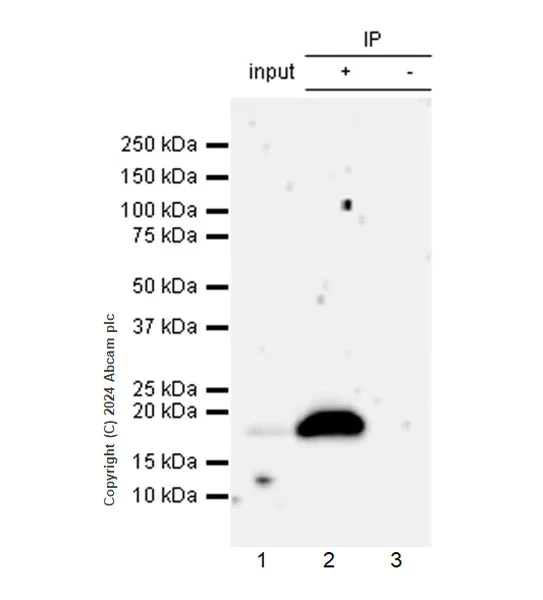 Immunoprecipitation - Anti-ARMET/ARP antibody [EPR29115-74] - BSA and Azide free (AB316936)