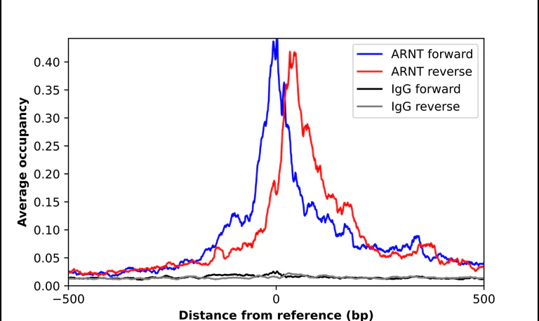 ChIP - Anti-ARNT Antibody (AB327170)