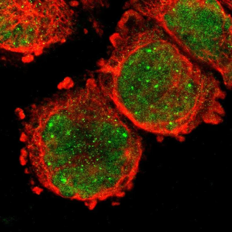 Immunocytochemistry/ Immunofluorescence - Anti-ARNT Antibody (AB327170)