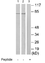 Western blot - Anti-ARNT2 antibody (AB70122)