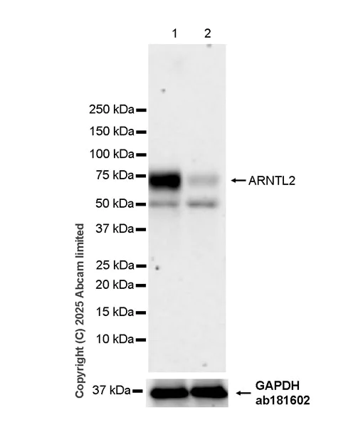 Western blot - Anti-ARNTL2 antibody [EPR28753-66] (AB324730)