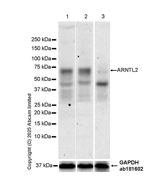 Western blot - Anti-ARNTL2 antibody [EPR28753-66] (AB324730)