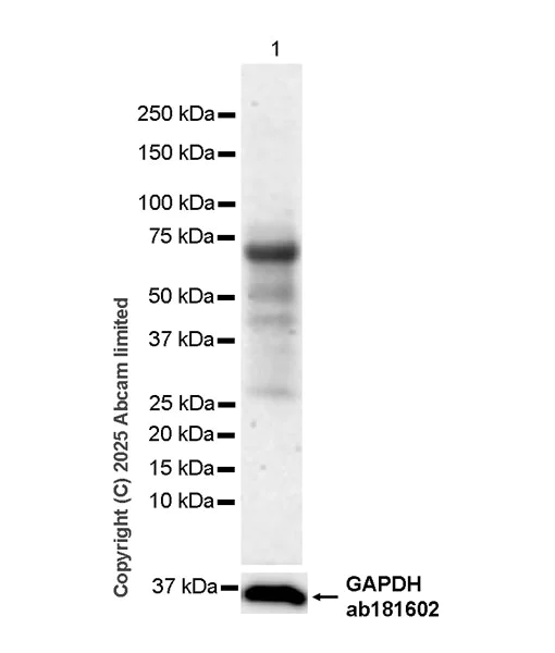 Western blot - Anti-ARNTL2 antibody [EPR28753-66] (AB324730)
