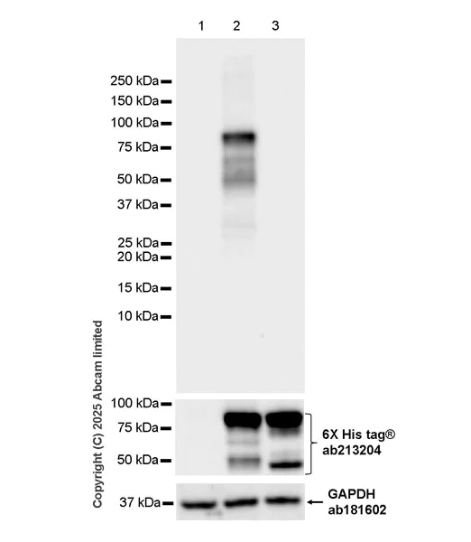 Western blot - Anti-ARNTL2 antibody [EPR28753-66] (AB324730)