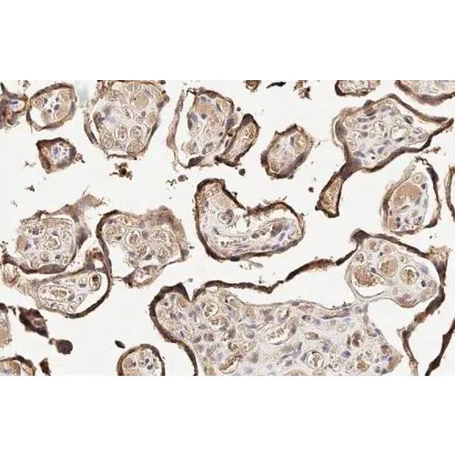 Immunohistochemistry (Formalin/PFA-fixed paraffin-embedded sections) - Anti-Aromatase antibody [HL2339] (AB317200)