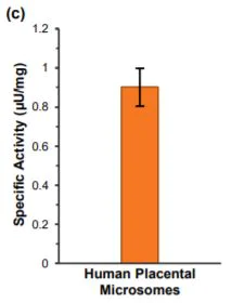 Functional Studies - Aromatase (CYP19A) Activity Assay Kit (Fluorometric) (AB273306)