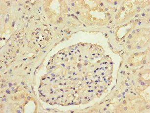 Immunohistochemistry (Formalin/PFA-fixed paraffin-embedded sections) - Anti-ARP1 antibody (AB222812)