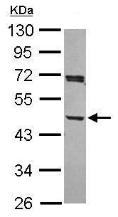 Western blot - Anti-ARP1 antibody (AB227425), expandable thumbnail