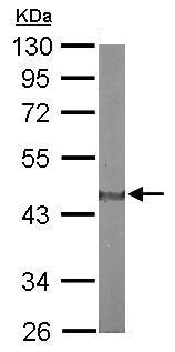 Western blot - Anti-ARP1 antibody (AB227425)