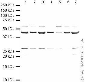 Western blot - Anti-Arp2 antibody (AB47654), expandable thumbnail