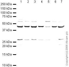 Western blot - Anti-Arp2 antibody (AB47654)