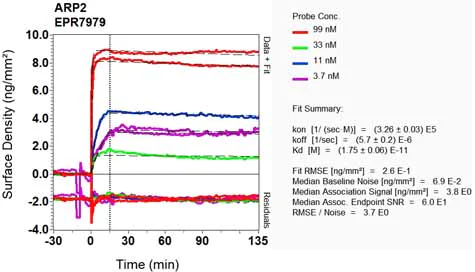 OI-RD Scanning - Anti-Arp2 antibody [EPR7979] - BSA and Azide free (AB248263)