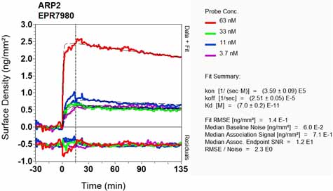 OI-RD Scanning - Anti-Arp2 antibody [EPR7980] (AB128934), expandable thumbnail