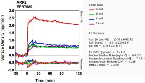 OI-RD Scanning - Anti-Arp2 antibody [EPR7980] - BSA and Azide free (AB240037)