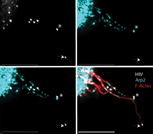 Immunocytochemistry/ Immunofluorescence - Anti-Arp2 antibody [FMS96] (AB49674)