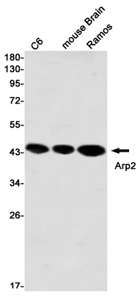 Western blot - Anti-Arp2 Antibody [S04-3H3] (AB317422)