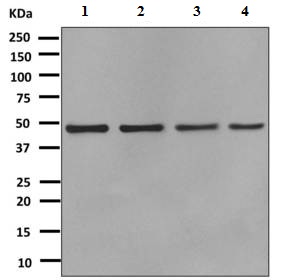 Western blot - Anti-Arp3 antibody [EPR10428(B)] - BSA and Azide free (AB249046), expandable thumbnail