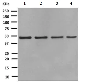Western blot - Anti-Arp3 antibody [EPR10428(B)] - BSA and Azide free (AB249046)