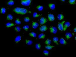 Immunocytochemistry/ Immunofluorescence - Anti-Arp3 antibody [EPR10429] - BSA and Azide free (AB240249)