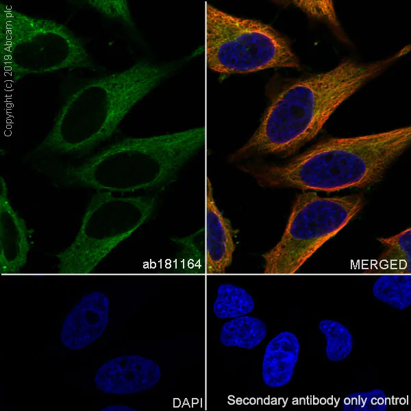 Immunocytochemistry/ Immunofluorescence - Anti-Arp3 antibody [EPR10429] - BSA and Azide free (AB240249)
