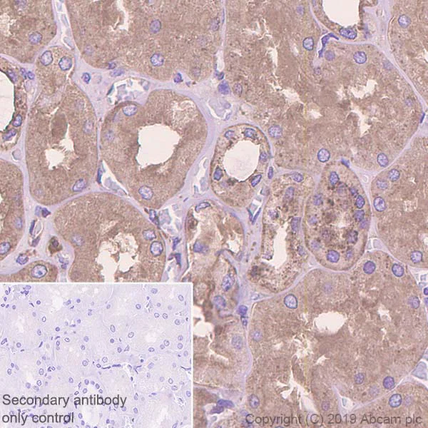 Immunohistochemistry (Formalin/PFA-fixed paraffin-embedded sections) - Anti-Arp3 antibody [EPR10429] - BSA and Azide free (AB240249)