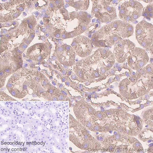 Immunohistochemistry (Formalin/PFA-fixed paraffin-embedded sections) - Anti-Arp3 antibody [EPR10429] - BSA and Azide free (AB240249)