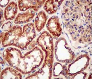 Immunohistochemistry (Formalin/PFA-fixed paraffin-embedded sections) - Anti-Arp3 antibody [EPR10429] - BSA and Azide free (AB240249)
