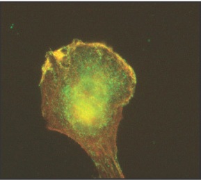 Immunocytochemistry/ Immunofluorescence - Anti-Arp3 antibody [FMS338] (AB49671), expandable thumbnail
