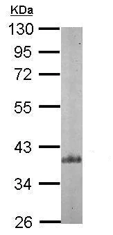 Western blot - Anti-ARPC1B antibody (AB227082)