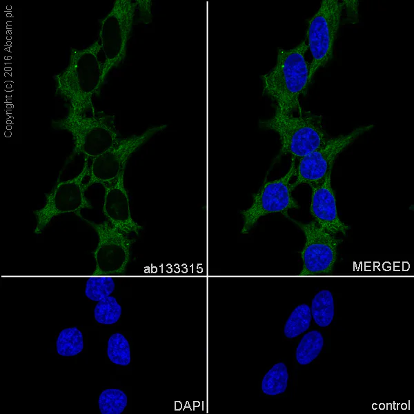 Immunocytochemistry/ Immunofluorescence - Anti-ARPC2 antibody [EPR8533] (AB133315)