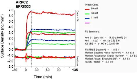 OI-RD Scanning - Anti-ARPC2 antibody [EPR8533] (AB133315)