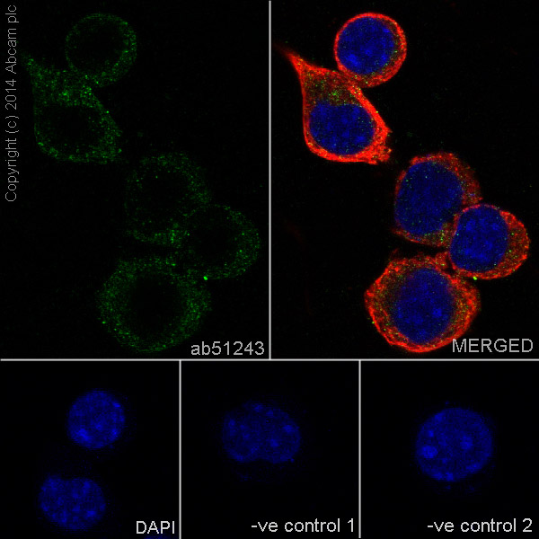 Immunocytochemistry/ Immunofluorescence - Anti-ARPC5/p16 ARC antibody [EP1551Y] (AB51243), expandable thumbnail