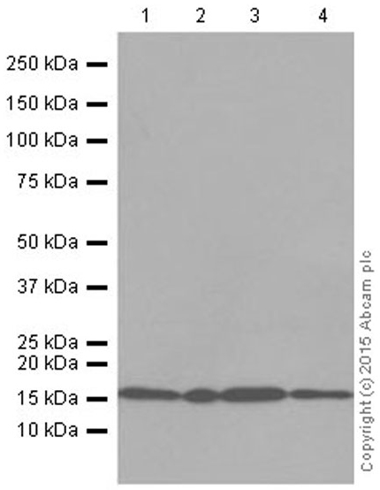 Western blot - Anti-ARPC5/p16 ARC antibody [EP1551Y] (AB51243), expandable thumbnail