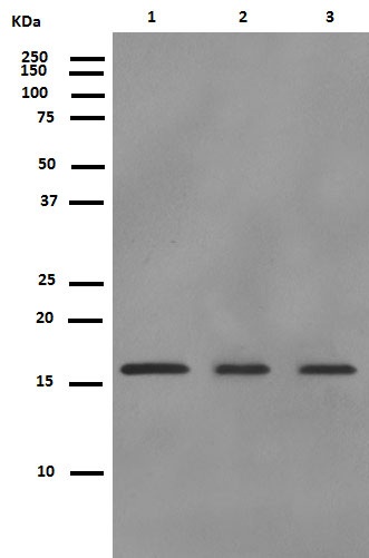 Western blot - Anti-ARPC5/p16 ARC antibody [EP1551Y] (ab51243), expandable thumbnail