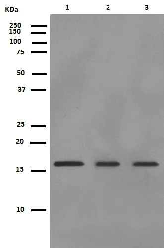 Western blot - Anti-ARPC5/p16 ARC antibody [EP1551Y] (AB51243)