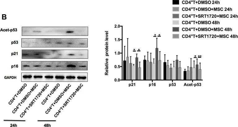 Western blot - Anti-ARPC5/p16 ARC antibody [EP1551Y] (AB51243)