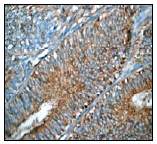 Immunohistochemistry (Formalin/PFA-fixed paraffin-embedded sections) - Anti-ARPC5/p16 ARC antibody [EP1551Y] - BSA and Azide free (AB220800)