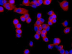 Immunocytochemistry/ Immunofluorescence - Anti-ARPC5L antibody [EPR10274] (AB169763), expandable thumbnail