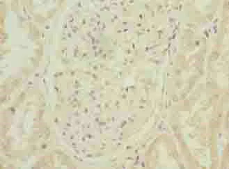 Immunohistochemistry (Formalin/PFA-fixed paraffin-embedded sections) - Anti-Arpin antibody (AB235421)