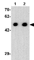 Western blot - Anti-Arrestin C antibody - C-terminal (AB180912)