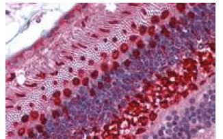 Immunohistochemistry (Formalin/PFA-fixed paraffin-embedded sections) - Anti-Arrestin C antibody - C-terminal (AB189437)