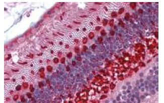 Immunohistochemistry (Formalin/PFA-fixed paraffin-embedded sections) - Anti-Arrestin C antibody - C-terminal (AB189437)