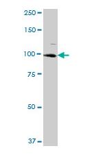 Western blot - Anti-ARS2 antibody (AB88392), expandable thumbnail