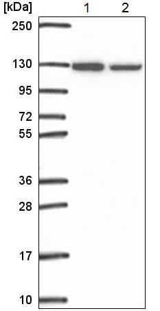 Western blot - Anti-ARS2 antibody - C-terminal (AB220991)