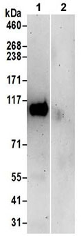 Immunoprecipitation - Anti-ARS2 antibody - N-terminal (AB192999)